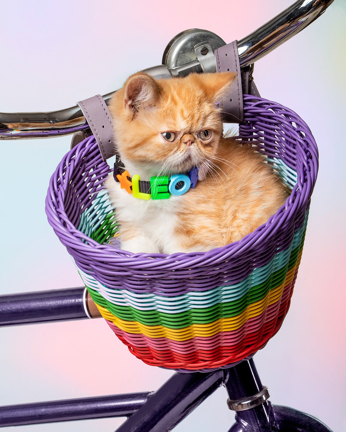 The Charmed Collar XS 🐾