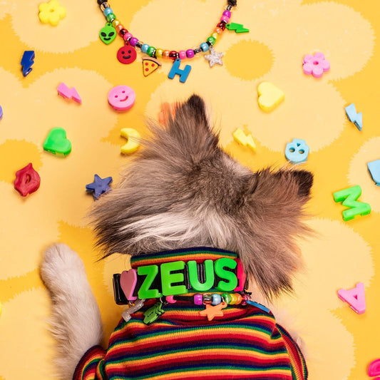 The Charmed Collar XS 🐾